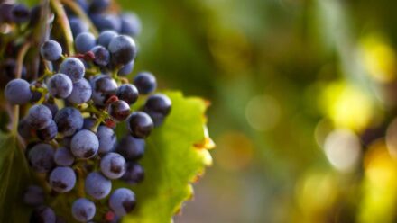 Winery & Vineyard | US Medical Funding