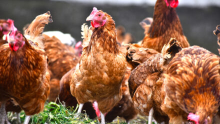 The Complete Guide to Agriculture & Poultry Farm Financing | US Medical Funding