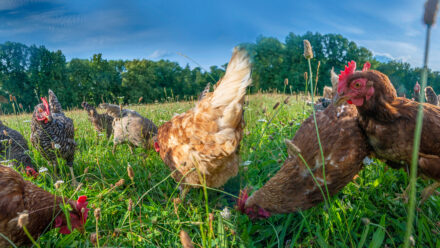 Poultry Farm Loans: Complete Financing Guide for Poultry Operations | US Medical Funding
