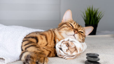 Pet Care Business Debt Consolidation: Evaluating Options When Payments Pile Up | US Medical Funding