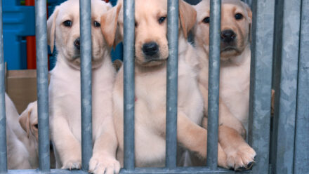 Acquiring Additional Pet Care Locations as an Established Operator | US Medical Funding