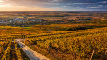 SBA Loans for Wineries: Financing an Existing Winery Purchase | US Medical Funding